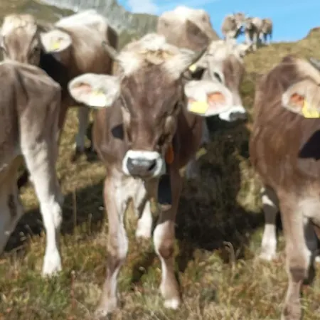 Almhütte Bairau Kaser